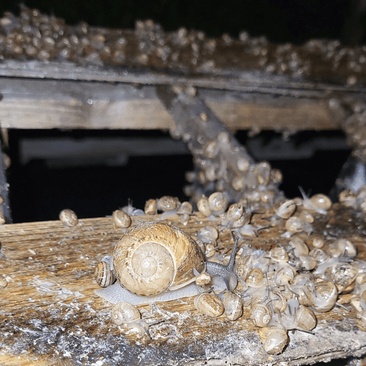 snail farm
